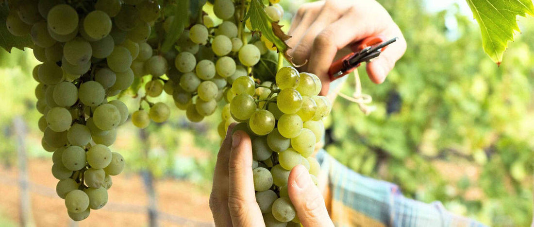 Weinlese in der Wachau: Handarbeit & Nachhaltigkeit