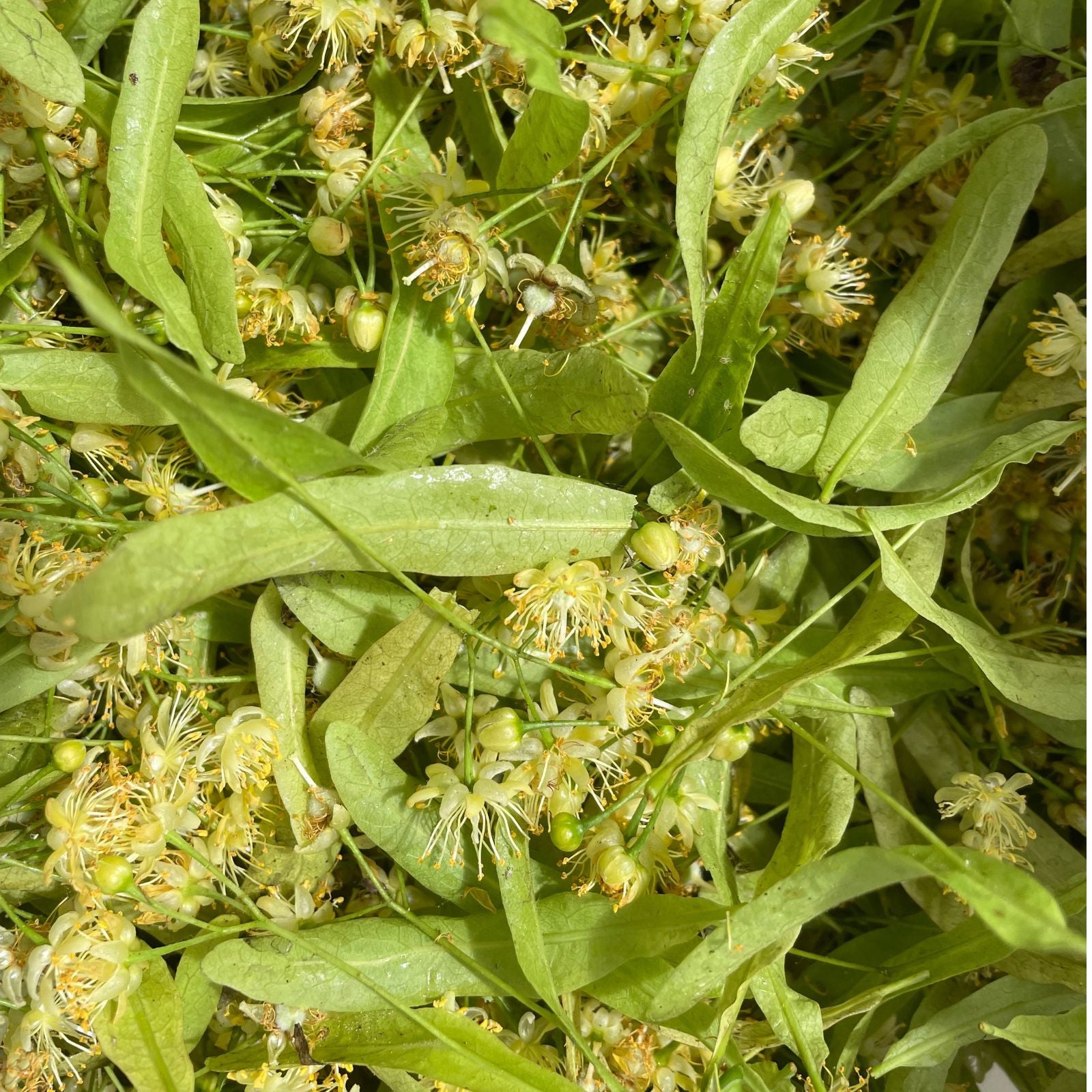 Frische Lindenblüten mit zarten gelben Blüten und länglichen Blättern – heimische Heilpflanzenkraft für die pflanzlichen Rezepturen von dieNikolai aus der Wachau