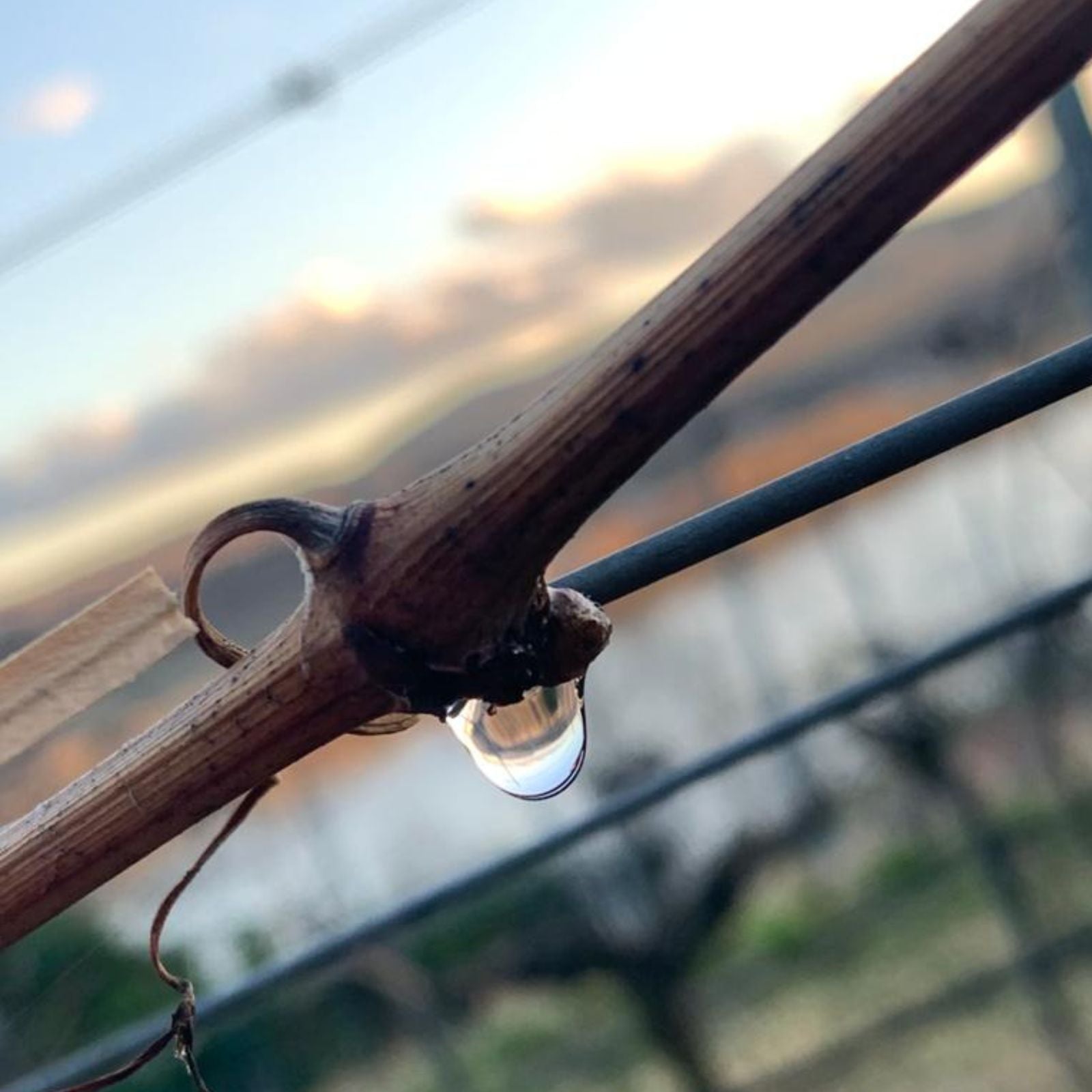 Nahaufnahme der weinenden Rebe im Frühling mit klarem Saftstropfen – Symbol für Rebwasser und natürliche Bio-Traubenkosmetik von dieNikolai aus der Wachau