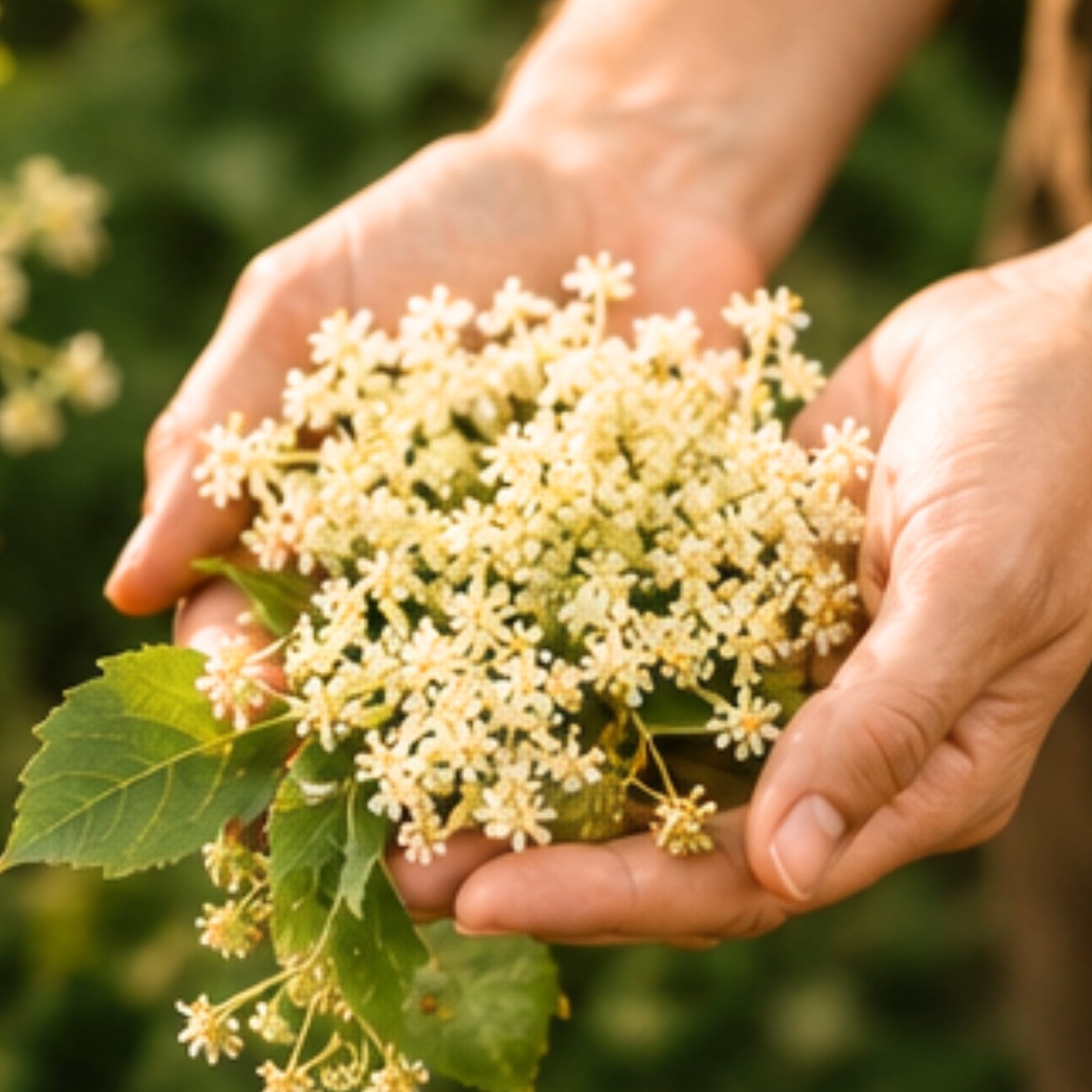 Hände halten eine Dolde frischer Holunderblüten im warmen Sonnenlicht – heimische Pflanzenkraft aus der Wachau für dieNikolai Demeter Bio-Naturkosmetik