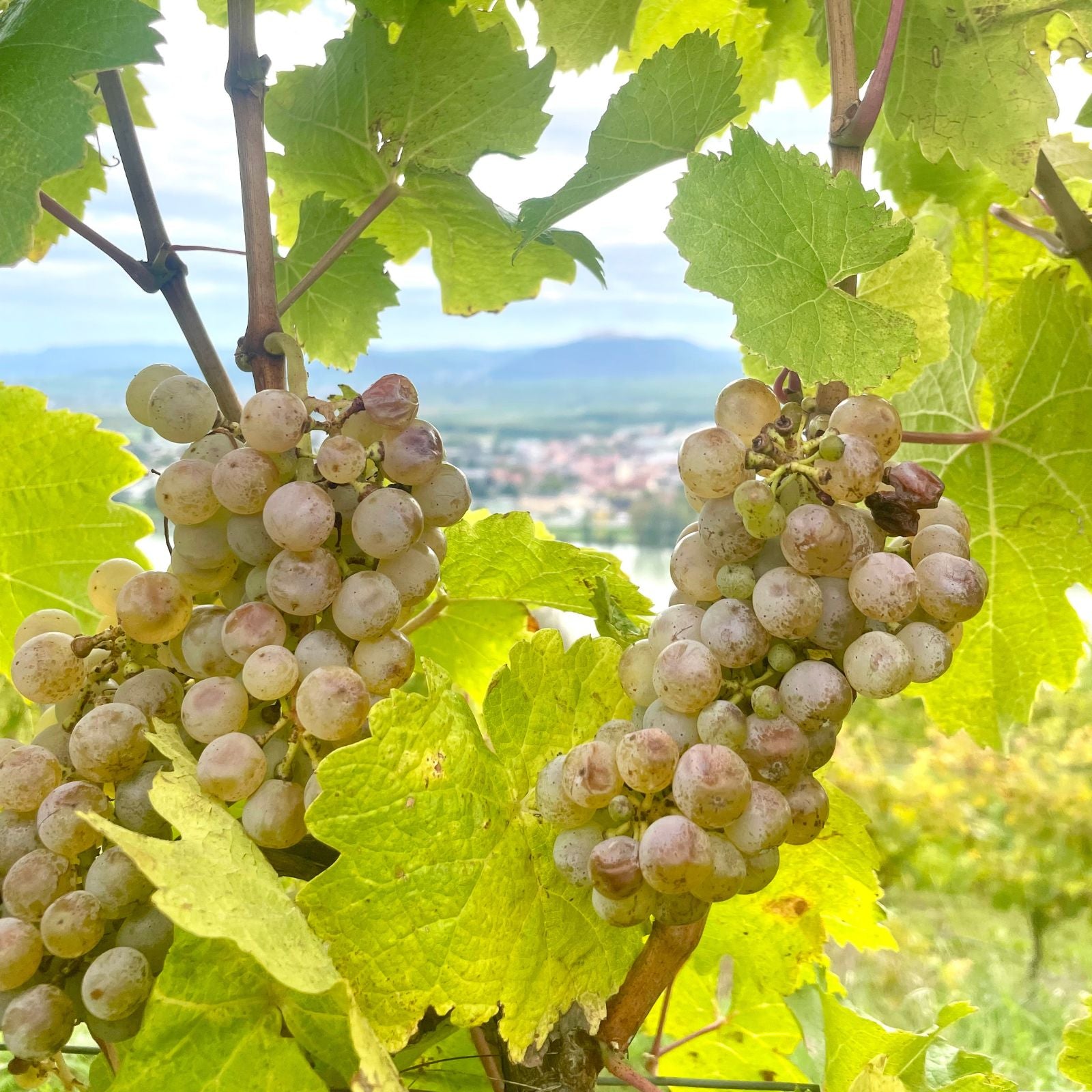 Reife weiße Weintrauben am Rebstock mit Blick auf die Hügel der Wachau – Rohstoff für die Bio-Traubenkosmetik von dieNikolai aus Österreich