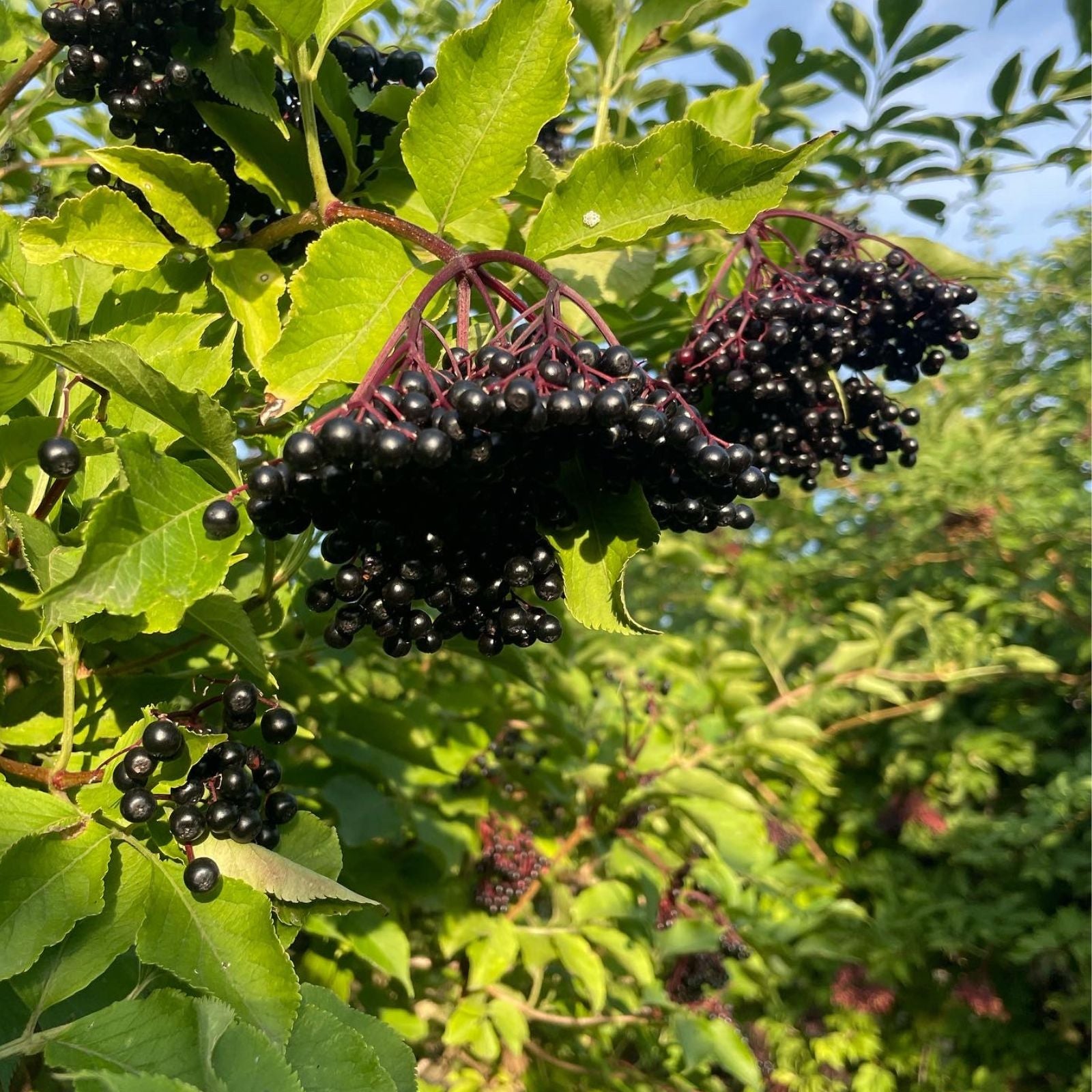 Reife schwarze Holunderbeeren am Strauch mit grünen Blättern – wertvolle Bio-Zutat aus der Wachau im Sortiment von dieNikolai