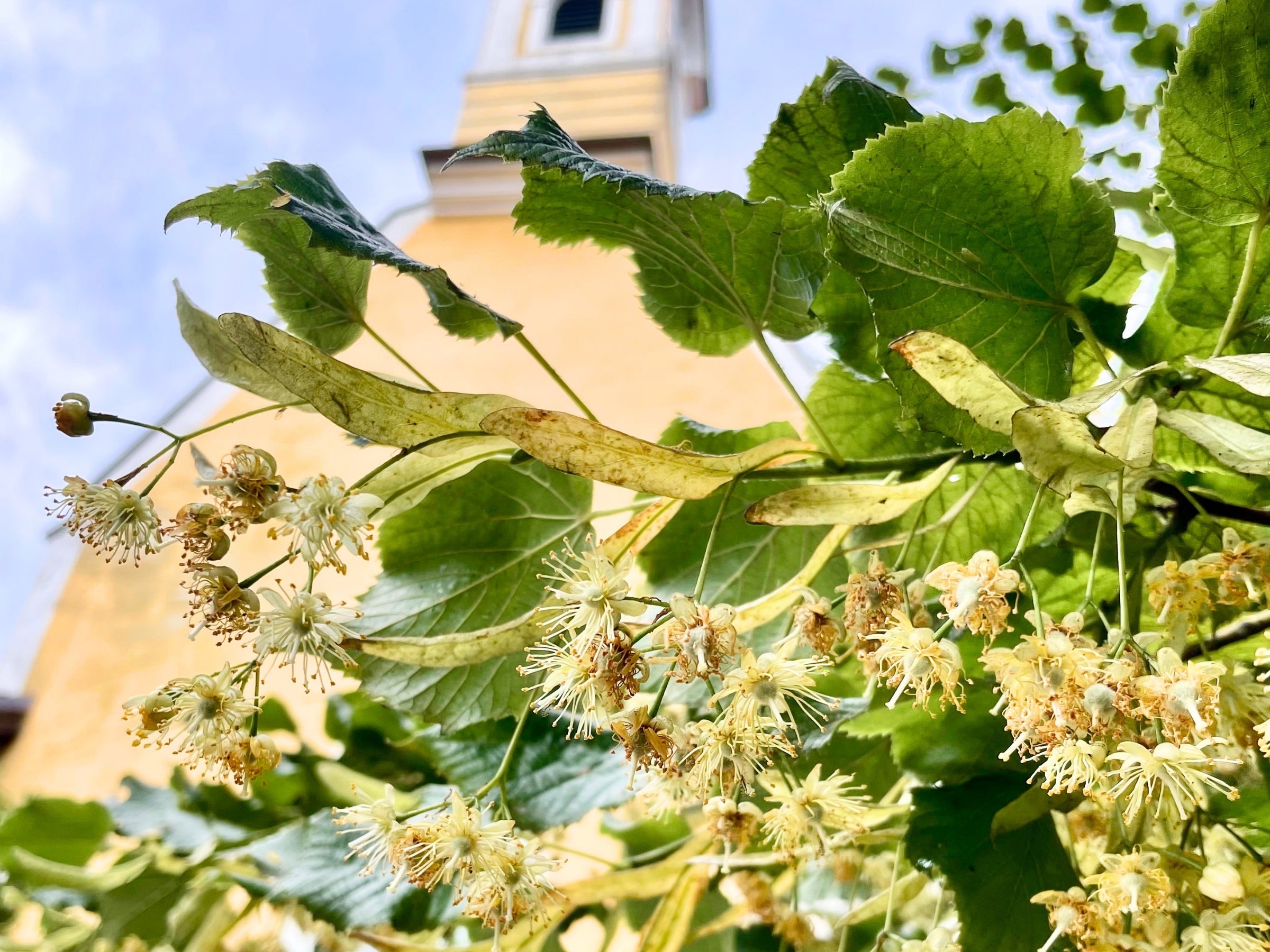Blühender Lindenbaum vor dem gelben Kirchturm des Nikolaihofs in Mautern – Wachauer Heimat der dieNikolai Demeter Bio-Traubenkosmetik aus Österreich