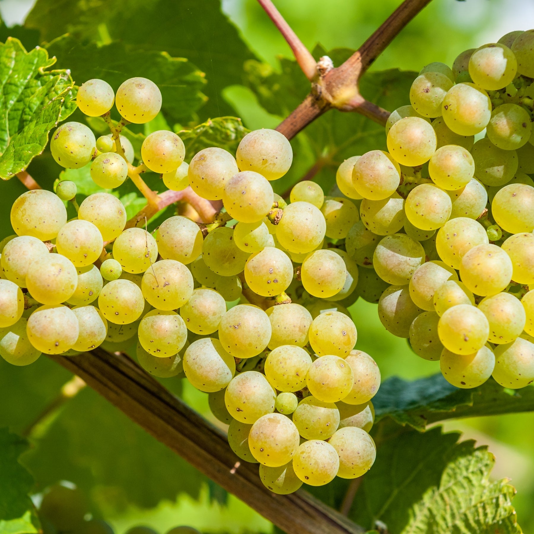 Sonnenreife goldgelbe Weintrauben am Rebstock mit grünen Blättern – Hauptrohstoff der dieNikolai Bio-Traubenkosmetik aus der Wachau