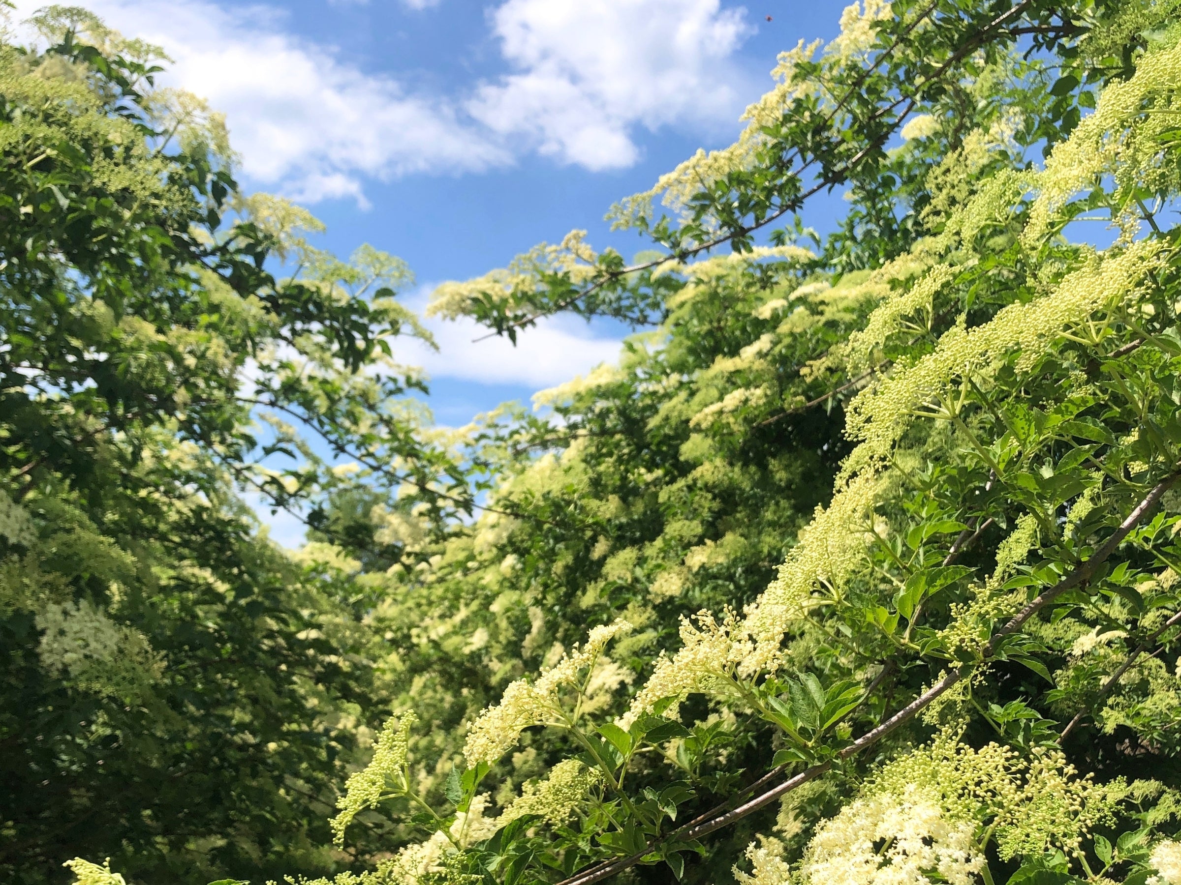 Blühender Holunderstrauch mit weißen Blütendolden vor blauem Himmel – heimische Pflanzenkraft aus der Wachau für dieNikolai Demeter Bio-Naturkosmetik