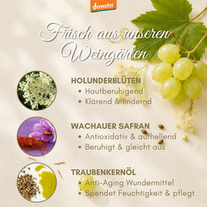 Infografik Frisch aus unseren Weingärten mit Holunderblüten, Wachauer Safran, Traubenkernöl und grünen Trauben – Bio-Wirkstoffe der dieNikolai Bio-Traubenkosmetik