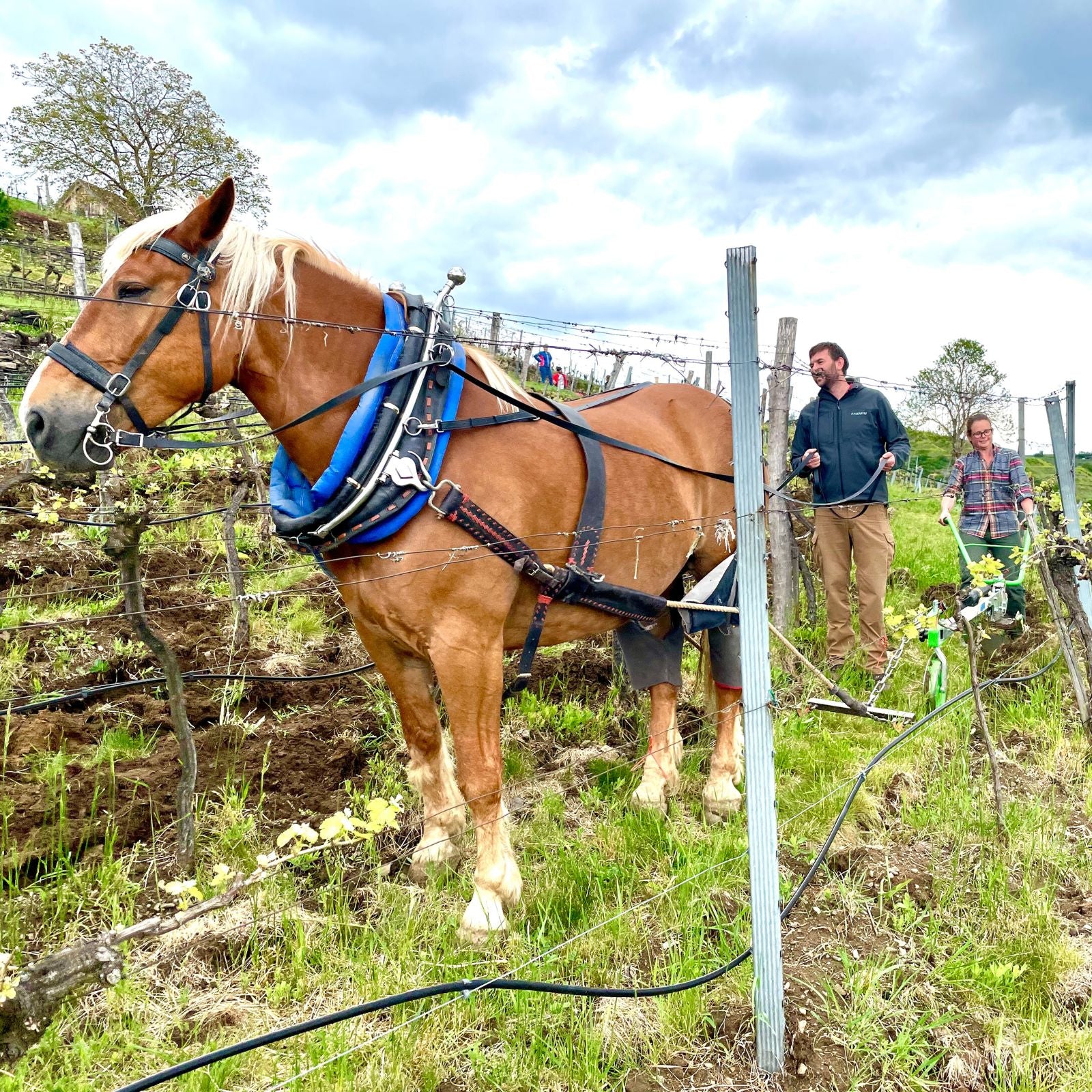 Winzer mit Arbeitspferd zwischen den Rebzeilen im Weingarten am Nikolaihof – biodynamische Bewirtschaftung hinter der dieNikolai Bio-Traubenkosmetik aus der Wachau
