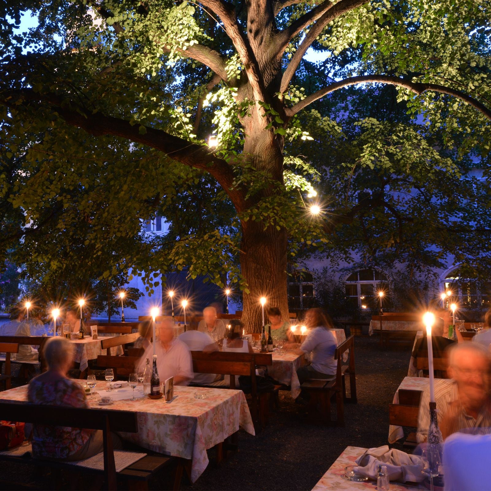 Abendlicher Gastgarten unter altem Lindenbaum mit Kerzenlicht im Nikolaihof Wachau – Heimat der dieNikolai Demeter Bio-Traubenkosmetik aus Österreich