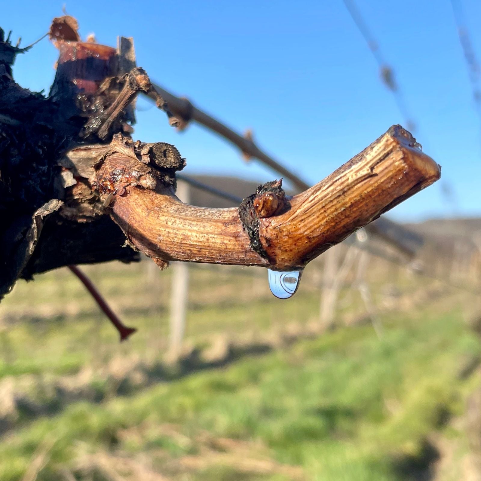Glasklarer Rebwasser-Tropfen am frisch geschnittenen Rebstock vor blauem Himmel im Weingarten der Wachau – Rohstoff der dieNikolai Bio-Traubenkosmetik aus Österreich