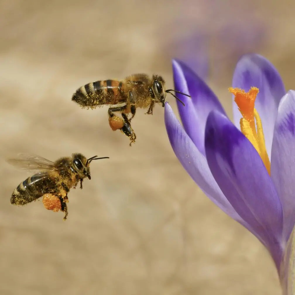 Zwei Honigbienen fliegen auf eine violette Safrankrokus-Blüte zu – Symbol für Bestäubung und tierversuchsfreie dieNikolai Bio-Traubenkosmetik aus der Wachau