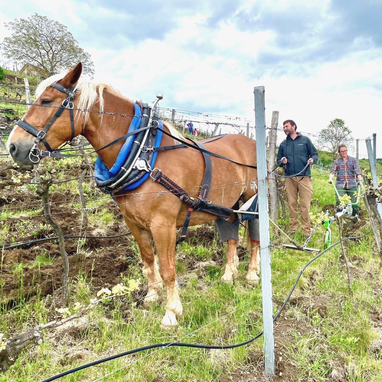 Kaltblut-Pferd zieht Pflug durch den biodynamischen Weingarten am Nikolaihof, Winzer im Hintergrund – traditionelle Demeter-Bewirtschaftung der dieNikolai Weingärten in der Wachau