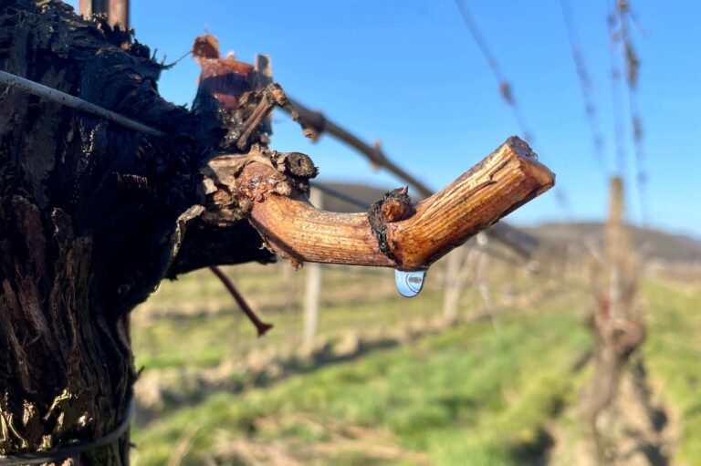 REBWASSER: DIE TRÄNEN DES WEINSTOCKS