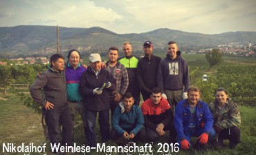 Die Weinlese am Nikolaihof Wachau