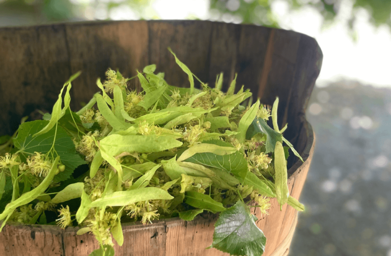 Beruhigung mit Lindenblüten