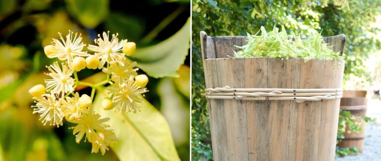Lindenblüten: Tradition mit Wirkung